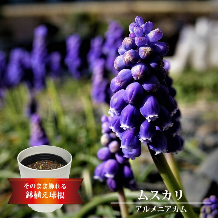 楽天市場 ムスカリ アルメニアカム 10球植え 6号ポット苗 フレグラー21型 アイボリー 苗木部 ｂｙ 花ひろばオンライン