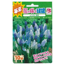 【球根】 ムスカリ 混合 【10球入】 （植え付け時期12月下旬まで） 【予約販売】9月下旬以降入荷予定