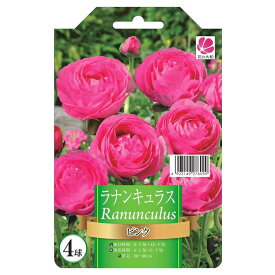 ラナンキュラス 【ピンク】 4球入り 球根 （植え付け時期12月下旬まで） 【予約販売】8月下旬以降入荷予定