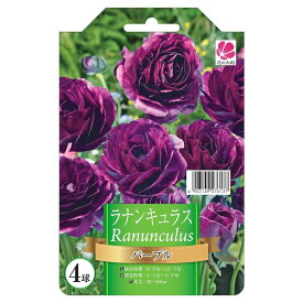 ラナンキュラス 【パープル】 4球入り 球根 （植え付け時期12月下旬まで） 【予約販売】8月下旬以降入荷予定