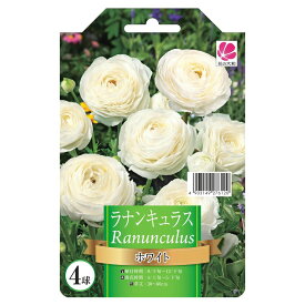 【球根】 ラナンキュラス ホワイト 【4球】 （植え付け時期12月下旬まで） 【予約販売】8月下旬以降入荷予定