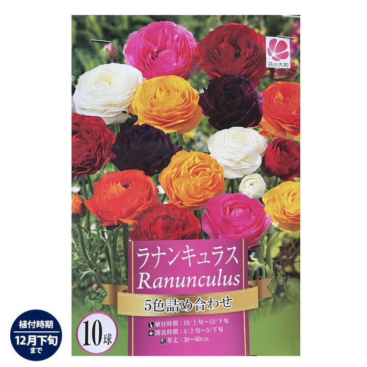 楽天市場 ラナンキュラス 5色詰め合わせ 10球入り 球根 植え付け時期12月下旬まで 予約販売 8月頃発送予定 苗木部 ｂｙ 花 ひろばオンライン