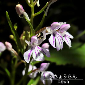 【球根】 うちょうらん美花混合 【2球入】 【予約販売】2月中旬頃入荷予定
