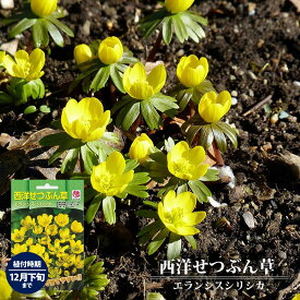 楽天市場 キバナセツブンソウの通販 楽天市場 キバナセツブンソウの通販