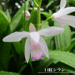 ygVz  (2) y\̔z12{ח\