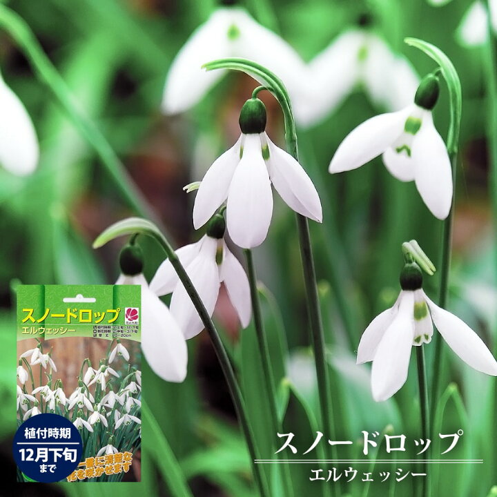 楽天市場 スノードロップ 球根 10球入 新潟県産 植え付け時期12月下旬まで 苗木部 ｂｙ 花ひろばオンライン