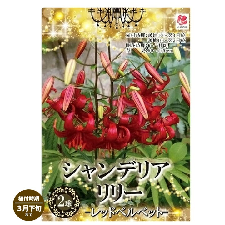 楽天市場 シャンデリアリリー レッドベルベッド ユリの球根 2球入り 植え付け時期10月 翌年3月下旬 苗木部 ｂｙ 花ひろばオンライン