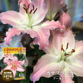 楽天市場 ユリ 球根の通販 楽天市場 ユリ 球根の通販