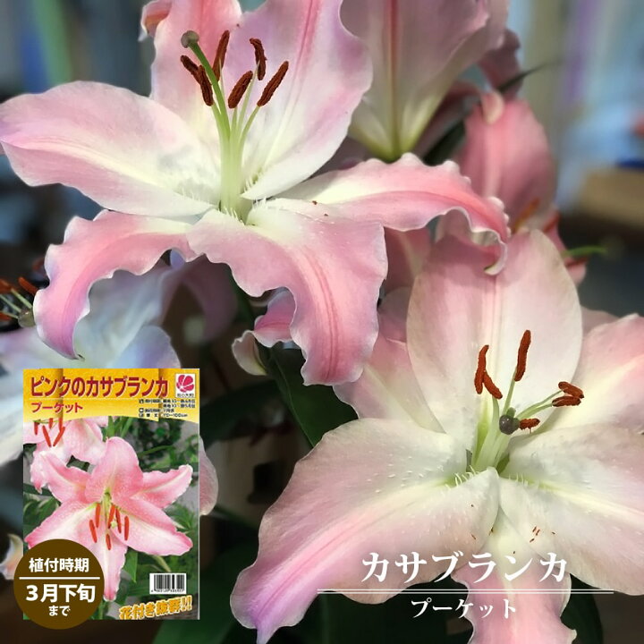 楽天市場 ピンクのカサブランカ プーケット 球根 1球入 植え付け時期10月 翌年5月まで 予約販売 10月下旬頃発送予定 苗木部 ｂｙ 花ひろばオンライン