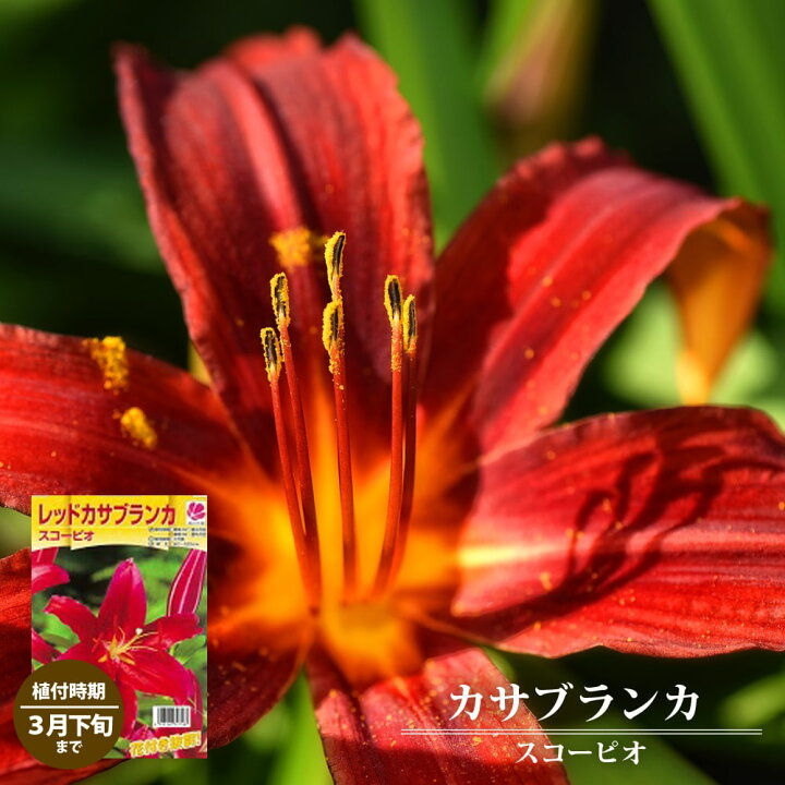 楽天市場 レッドカサブランカ スコーピオ 球根 1球入 植え付け時期10月 翌年5月まで 予約販売 10月下旬頃発送予定 苗木部 ｂｙ 花ひろばオンライン
