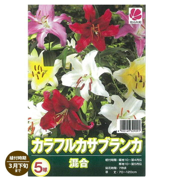 楽天市場 球根 カラフルカサブランカ 5球入 植え付け時期3月下旬まで 予約販売 10月下旬頃発送予定 苗木部 ｂｙ 花ひろばオンライン