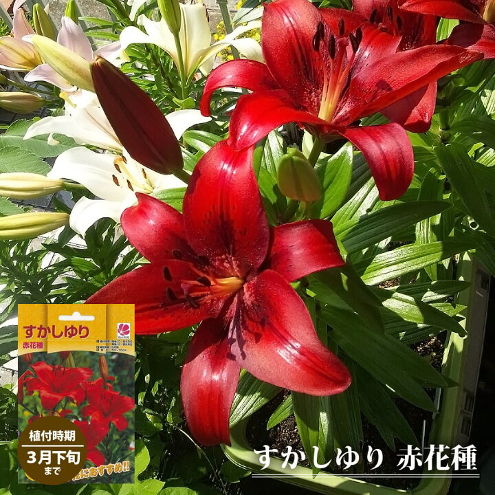 楽天市場 すかしゆり 赤花種 2球入り 植え付け時期10月 翌5月 苗木部 ｂｙ 花ひろばオンライン