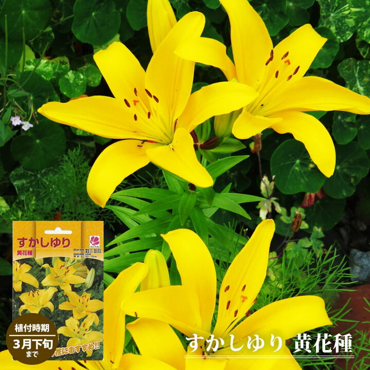 楽天市場 すかしゆり 黄花種 2球入り 植え付け時期10月 翌5月 苗木部 ｂｙ 花ひろばオンライン