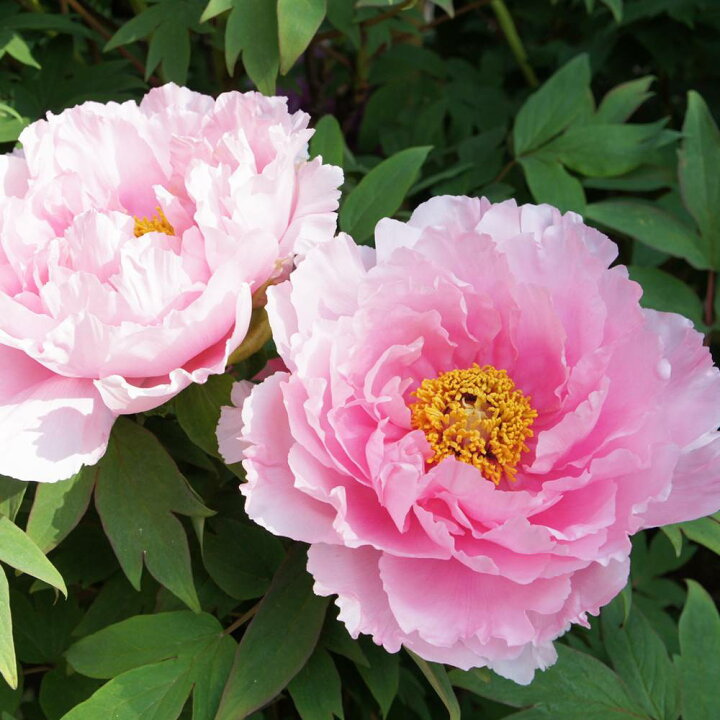 楽天市場 春日山 ピンク色 寒牡丹 2年生6号スリット苗 苗木部 ｂｙ 花ひろばオンライン