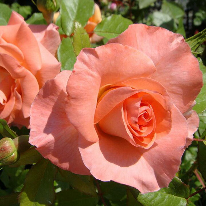 楽天市場 バラ苗 リバプールエコー 長尺苗 つるバラ トゲが少ない 四季咲き 強健 バラ 薔薇 大型宅配便 沖縄 離島不可 苗木部 ｂｙ 花ひろばオンライン