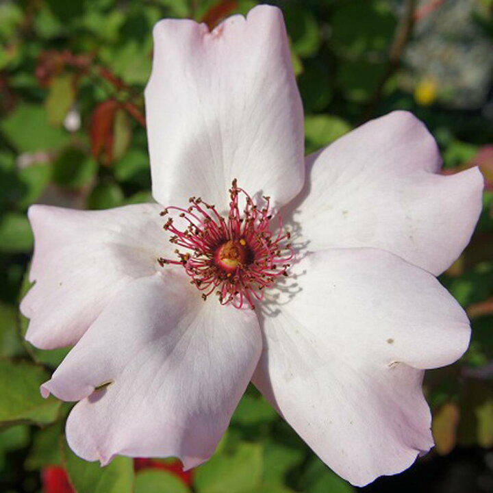 楽天市場 バラ苗 つるデンティベス 大苗 つるバラ 薄ピンク色 強香 バラ 苗 つるばら 薔薇 スパイシー系 Np 予約販売 12月 翌年1月中に順次入荷 苗木部 ｂｙ 花ひろばオンライン