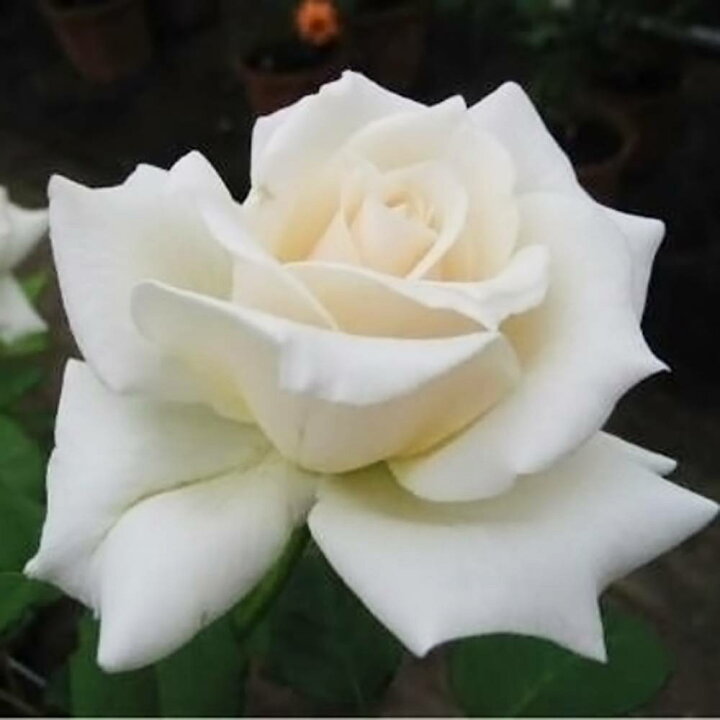 楽天市場 バラ苗 つるパスカリ 大輪 国産苗 大苗 6号ポット 四季咲き 白色 バラ 苗 つるばら 薔薇 Np 苗木部 ｂｙ 花 ひろばオンライン