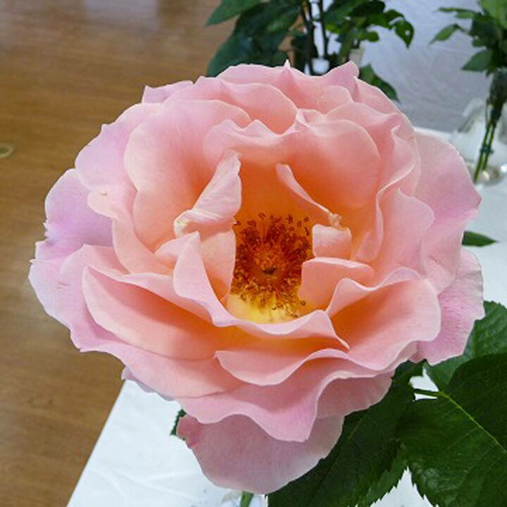 楽天市場 バラ苗 ロココ 大苗 つるバラ ピンク バラ 苗 つるばら 薔薇 Np 予約販売 12月 翌年1月中に順次入荷 苗木部 ｂｙ 花ひろばオンライン
