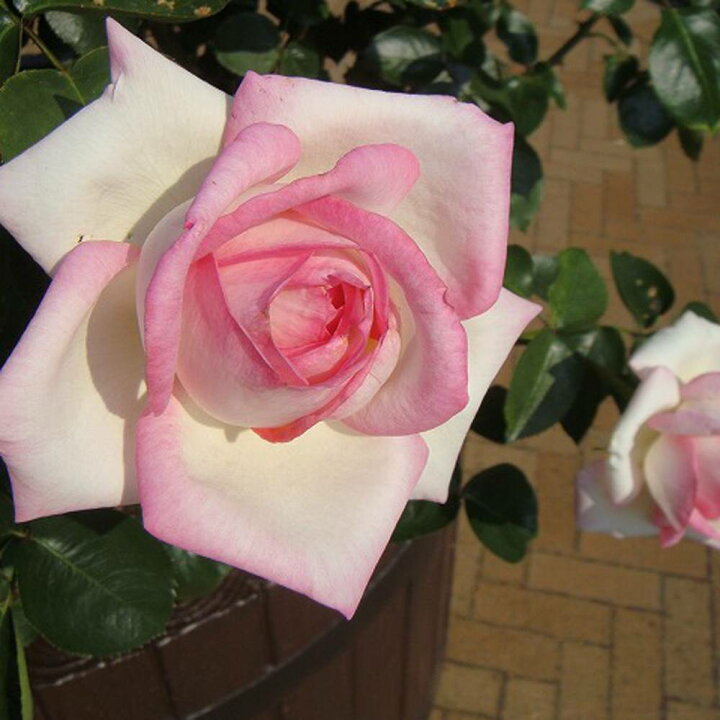 楽天市場 バラ苗 つるプリンセスドモナコ 大苗 つるバラ ピンク 強健 バラ 苗 薔薇 Np 苗木部 by 花ひろばオンライン 楽天市場 バラ苗 つるプリンセスドモナコ 大苗 つるバラ ピンク 強健 バラ 苗 薔薇 Np 苗木部 by 花ひろばオンライン