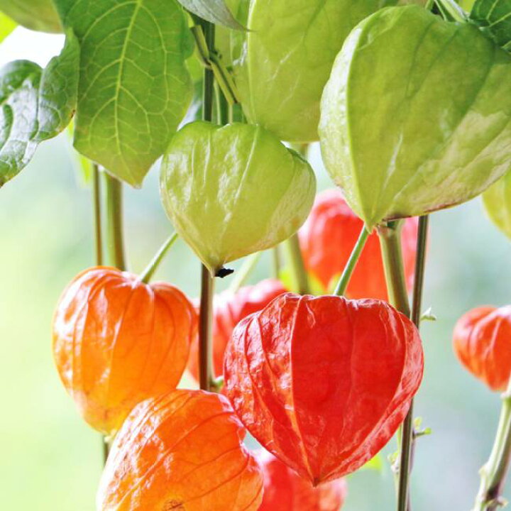 楽天市場 実付き ほおずき 鉢植え 夏の風物詩 苗木部 ｂｙ 花ひろばオンライン