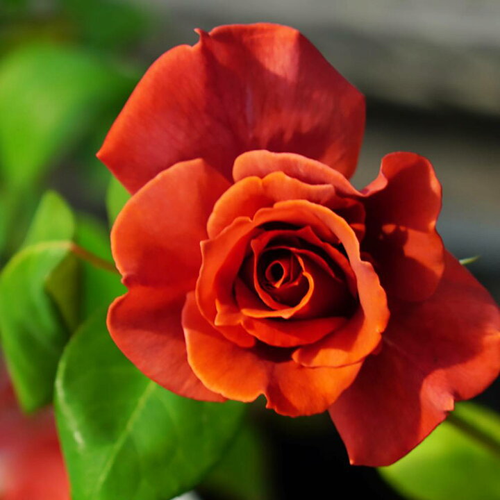 楽天市場 バラ苗 ブラックティー 大苗 木立バラ 四季咲き 茶色 バラ 苗 薔薇 バラ苗木 Np 苗木部 by 花ひろばオンライン 楽天市場 バラ苗 ブラックティー 大苗 木立バラ 四季咲き 茶色 バラ 苗 薔薇 バラ苗木 Np 苗木部 by 花ひろばオンライン