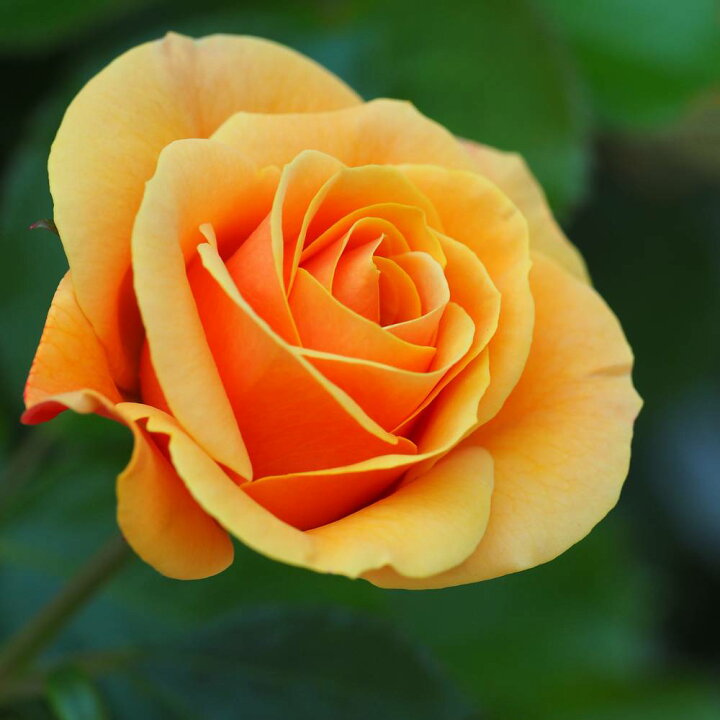 楽天市場 バラ苗 スターチェイサー 国産苗 大苗 6号ポット 四季咲き オレンジ色 バラ 苗 薔薇 京成バラ 苗木部 ｂｙ 花 ひろばオンライン