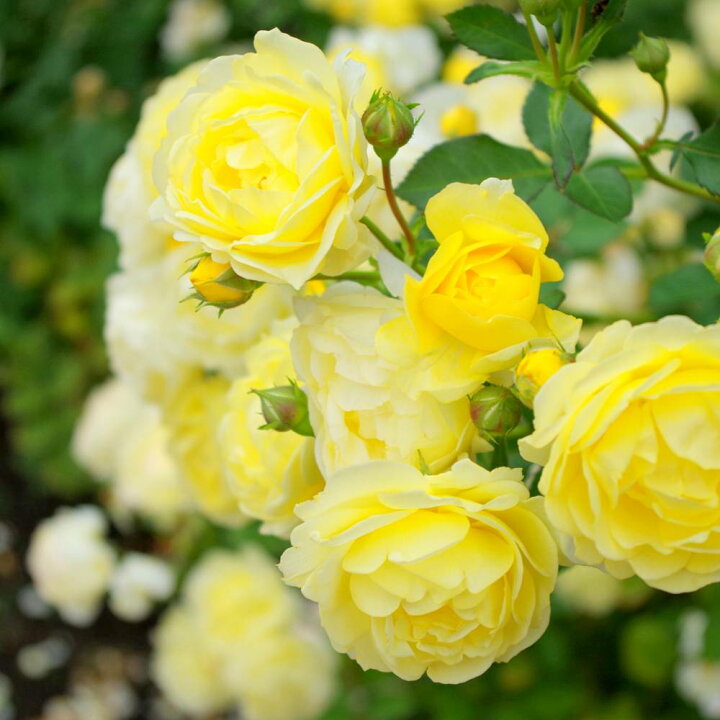 楽天市場 バラ苗 ゴールデンボーダー 木立バラ 京成バラ トゲが少ない 耐寒性強 四季咲き 黄色 強健 バラ 苗 薔薇 木立 苗木部 ｂｙ 花ひろばオンライン