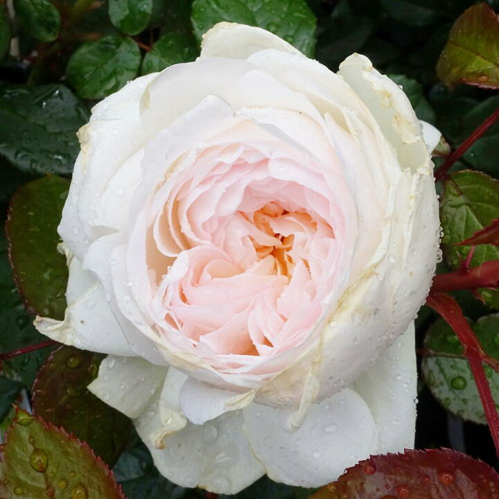 楽天市場 バラ苗 ボレロ 大苗 木立バラ 京成バラ 四季咲き 白色 強香 バラ 苗 薔薇 予約販売 12月 翌年1月中に順次入荷 苗木部 by 花ひろばオンライン 楽天市場 バラ苗 ボレロ 大苗 木立バラ 京成バラ 四季咲き 白色 強香 バラ 苗 薔薇 予約販売 12月 翌年1月中に順次入荷 苗木部 by 花ひろばオンライン