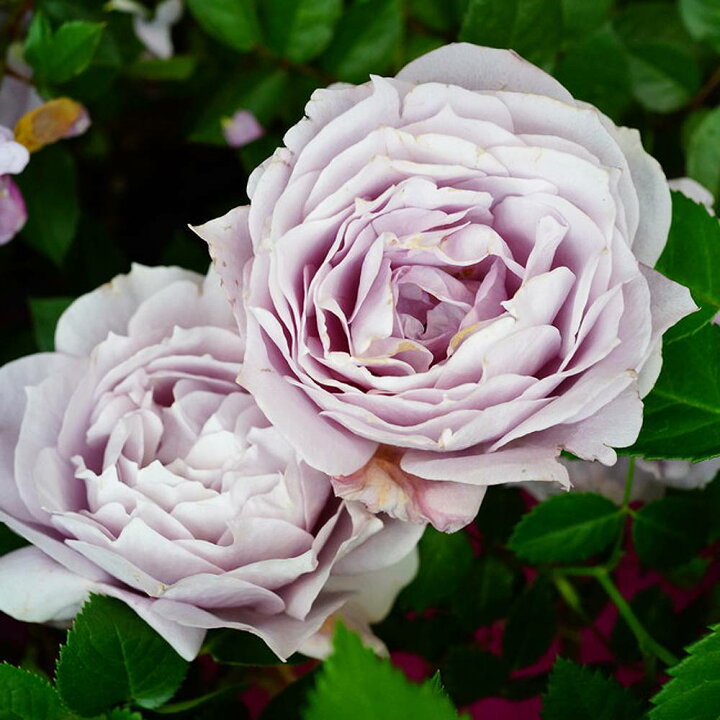 楽天市場 バラ苗 ノヴァーリス 国産苗 大苗 6号ポット 四季咲き 紫色 バラ 苗 薔薇 京成バラ 苗木部 ｂｙ 花ひろばオンライン