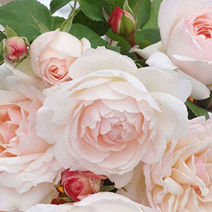 楽天市場 バラ苗 ステファニーグッテンベルグ 木立バラ 京成バラ 四季咲き カップ咲き 病害虫に強い 薔薇 予約販売 12月 翌年1月中に順次入荷 苗木部 ｂｙ 花ひろばオンライン