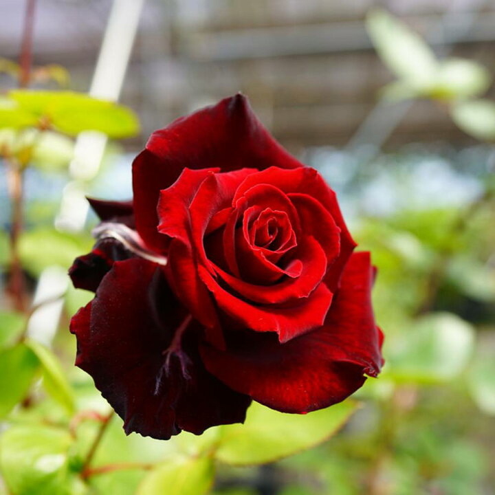 楽天市場 バラ苗 ベルサイユのばら メイアン 大苗 木立バラ 京成バラ 赤色 京成 バラ 苗 四季咲き 木立 バラ苗木 苗木部 ｂｙ 花ひろばオンライン