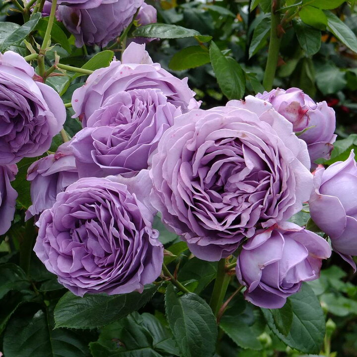 楽天市場 四季咲きバラ苗 カインダブルー 2年生大苗 予約販売 12月 翌年1月中に順次入荷 苗木部 ｂｙ 花ひろばオンライン