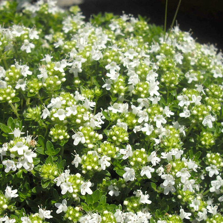 楽天市場】【白花クリーピングタイム】 ホワイト（這いずる性） 3号 