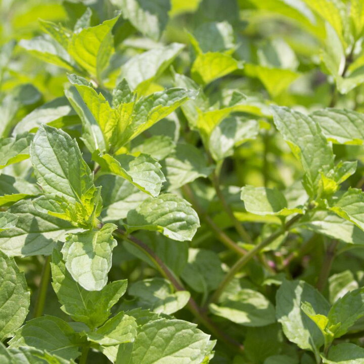 楽天市場 ハーブ オレンジミント 3号ポット苗 苗木部 ｂｙ 花ひろばオンライン