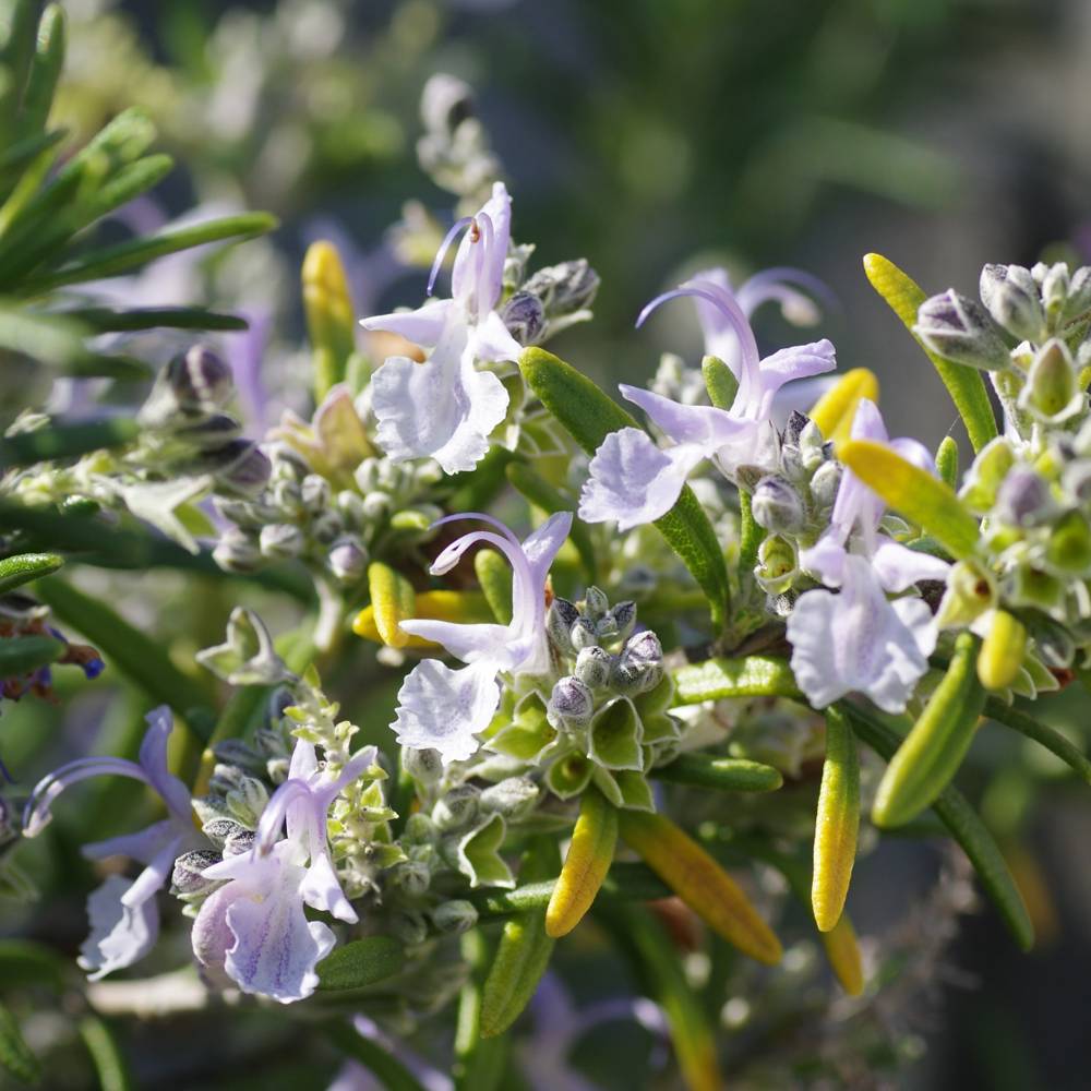 Ezgi mola çıplak resimleri