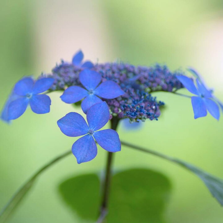 楽天市場 ヤマアジサイ 七変化 しちへんげ ポット苗 苗木部 ｂｙ 花ひろばオンライン