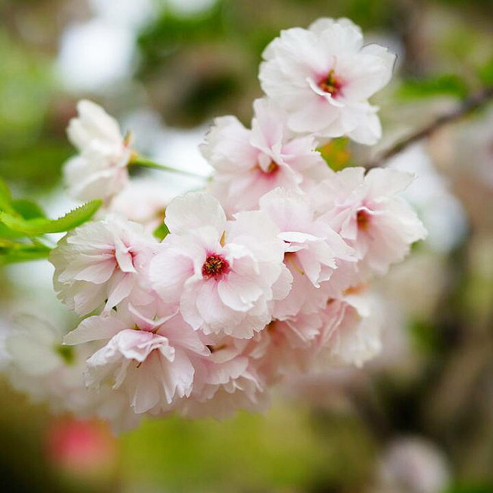 楽天市場 八重桜 一葉桜 1年生 接ぎ木 苗 苗木部 ｂｙ 花ひろばオンライン