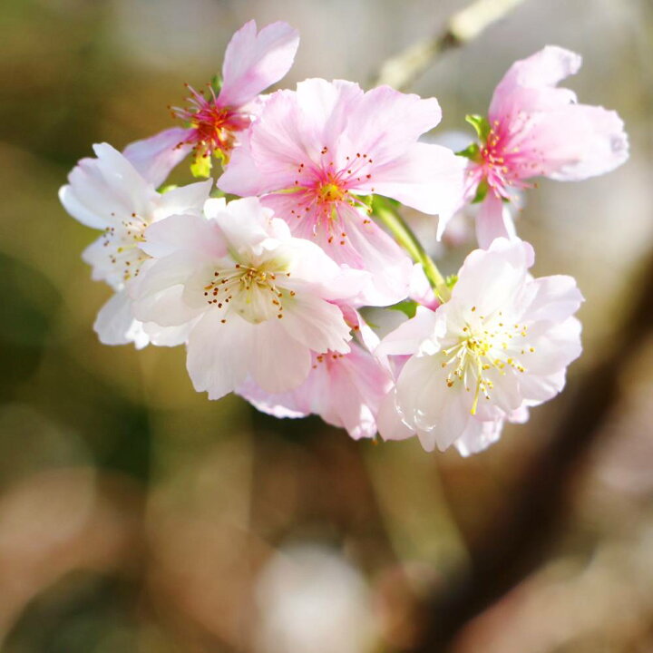 楽天市場】二季咲き さくら 【十月桜】 1年生接木苗 : 苗木部 by 花 
