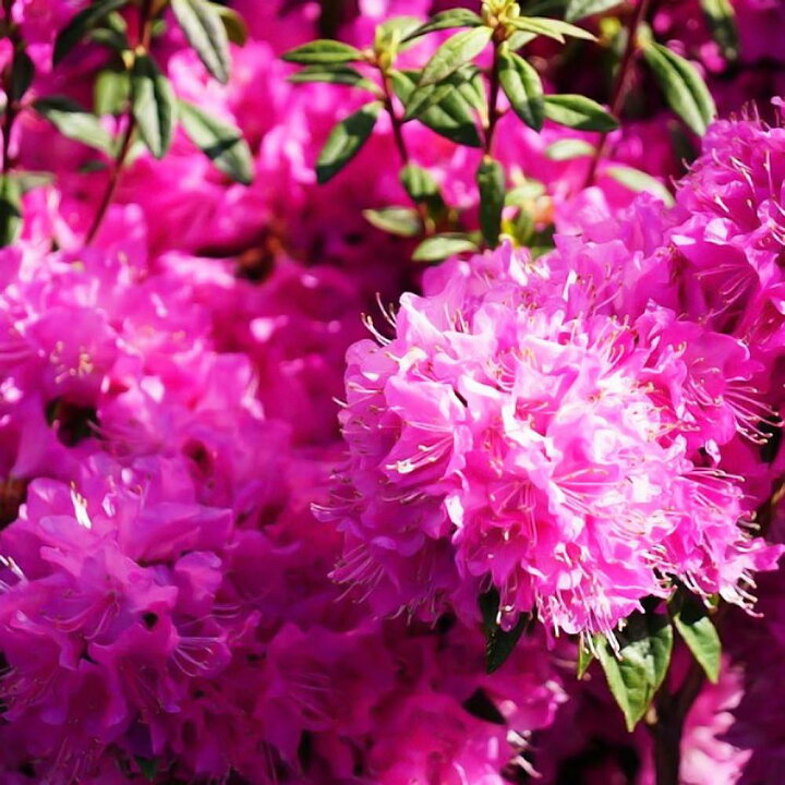 楽天市場 吉野ツツジ ツツジ 4号ポット苗 苗木部 by 花ひろばオンライン 楽天市場 吉野ツツジ ツツジ 4号ポット苗 苗木部 by 花ひろばオンライン