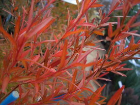 楽天市場 虫除け 植木の通販