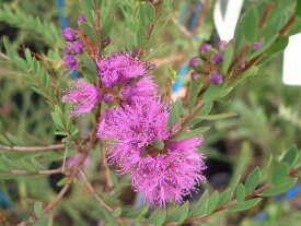 楽天市場 ティーツリー 花 ガーデン Diy の通販