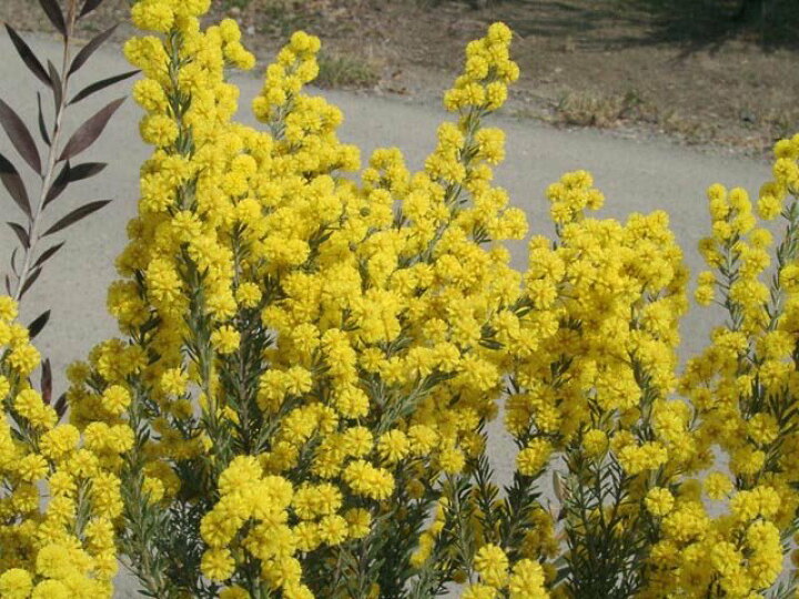 楽天市場 アカシアの木 ゴールデントップ 3号ポット苗 苗木部 ｂｙ 花ひろばオンライン