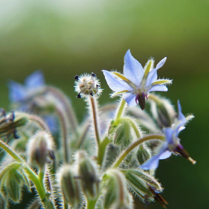 楽天市場 ハーブ 苗 ボリジ ブルー 3号ポット苗 苗木部 ｂｙ 花ひろばオンライン