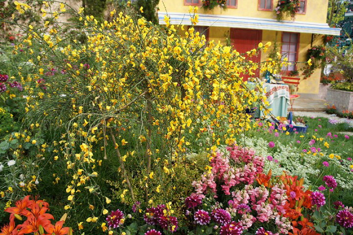 楽天市場 ほほえみエニシダ ポット苗 苗木部 by 花ひろばオンライン 楽天市場 ほほえみエニシダ ポット苗 苗木部 by 花ひろばオンライン