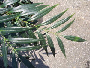 חtqCMie yRt[T[z 5|bgc