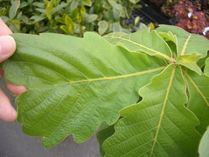 楽天市場 柏の木 カシワノキ 庭木 落葉樹 シンボルツリー 苗木部 ｂｙ 花ひろばオンライン