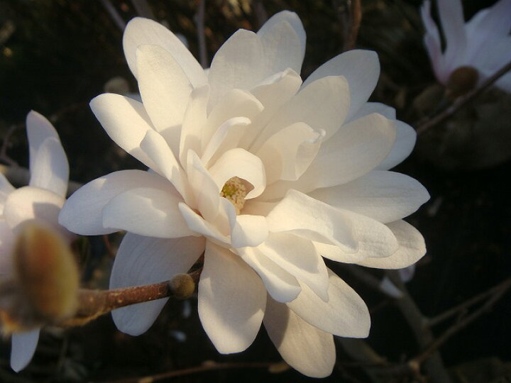 楽天市場 白ヒメコブシ 2年生 接ぎ木 ポット苗 庭木 落葉樹 シンボルツリー 観賞花木 苗木部 ｂｙ 花ひろばオンライン