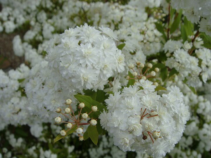 楽天市場 コデマリ 八重咲き 根巻き苗 苗木部 ｂｙ 花ひろばオンライン