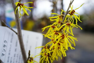 }TN ԖiLoi}TNj 6|bgc yϏ܉Ԗ؁z