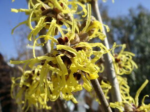 マンサク ポット苗 【里の木シリーズ】